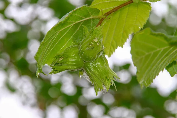 花园里的绿叶 雨后有水滴 — 图库照片