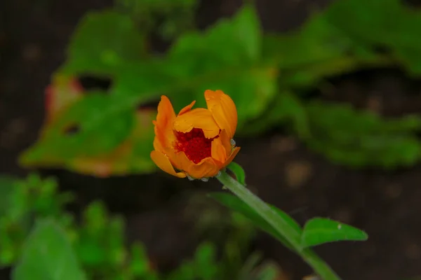 Lindas Flores Amarelo Vermelhas Jardim Agosto — Fotografia de Stock