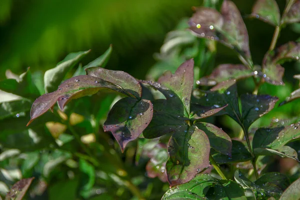 雨の後 水が落ちる庭の緑の葉 — ストック写真