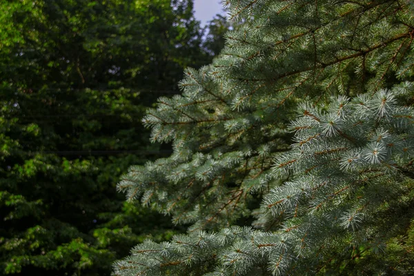 Gałęzie Zielonymi Zjeżdżalniami Choinki Ogrodzie Sierpniu — Zdjęcie stockowe