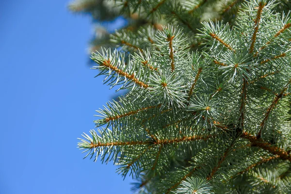 Ağustosta bahçedeki bir Noel ağacının yeşil slaytlı dalları