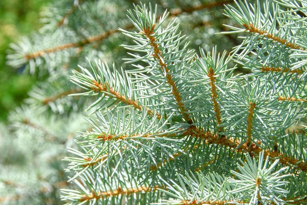 Branches Avec Des Diapositives Vertes Arbre Noël Dans Jardin Août — Photo