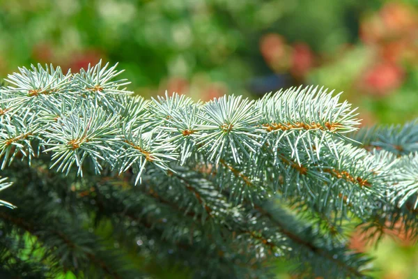 Ramas Con Toboganes Verdes Árbol Navidad Jardín Agosto —  Fotos de Stock