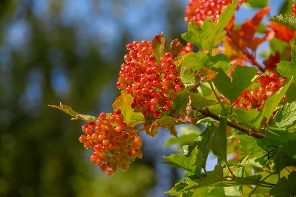 Rote Beeren Von Viburnum Und Grüne Blätter Garten — Stockfoto