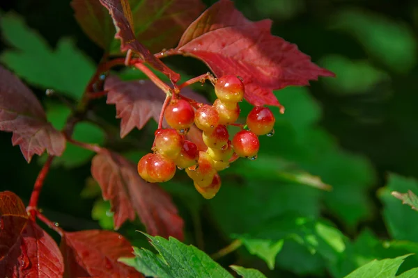 Red Berries Viburnum Green Leaves Garden — Stock Photo, Image