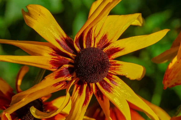 8月の庭の美しい黄色の赤い花 — ストック写真