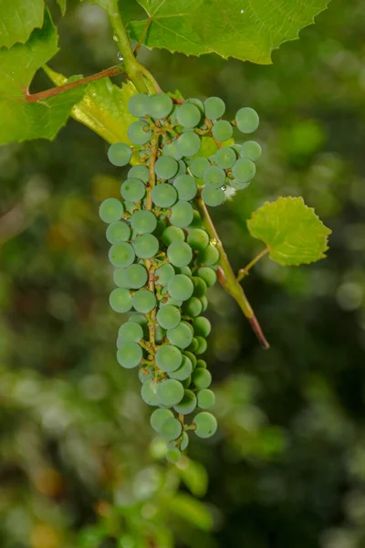 Racimos Verdes Uvas Hojas Verdes Jardín — Foto de Stock