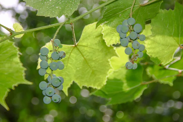 Camarões Verdes Uvas Folhas Verdes Jardim — Fotografia de Stock