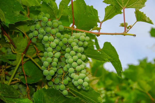 Camarões Verdes Uvas Folhas Verdes Jardim — Fotografia de Stock