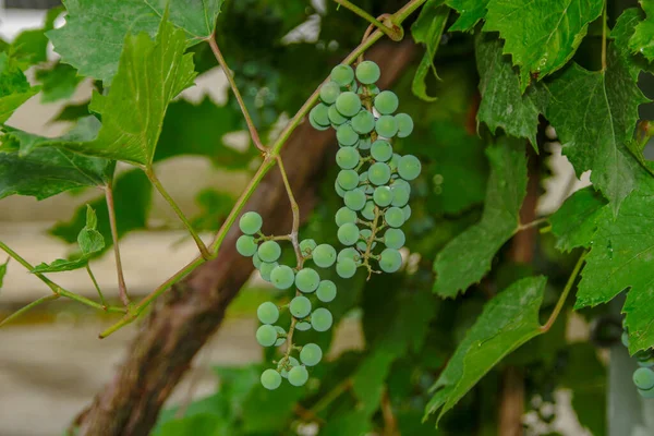 Des Grappes Vertes Raisins Feuilles Vertes Dans Jardin — Photo