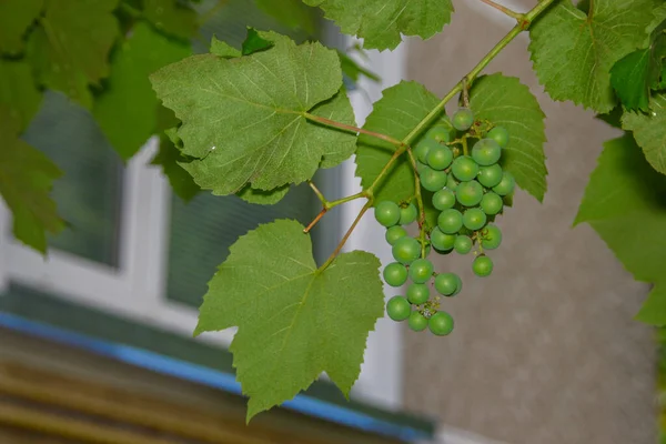 Camarões Verdes Uvas Folhas Verdes Jardim — Fotografia de Stock