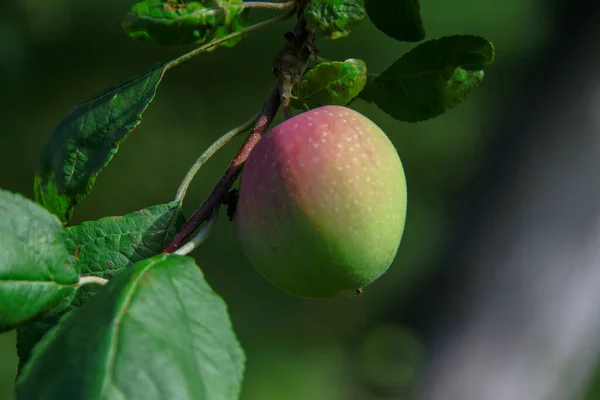 Red Green Apples Green Leaves Garden — Stock Photo, Image