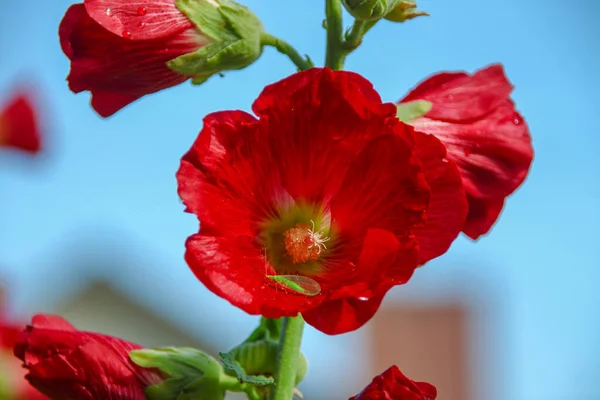 Flor Roja Con Pétalos Campo —  Fotos de Stock