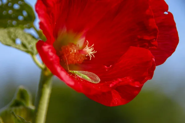 Красный Цветок Лепестками Поле — стоковое фото