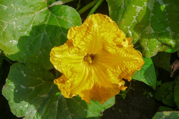 Flores Amarillas Con Pétalos Campo —  Fotos de Stock