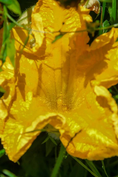 Gelbe Blume Mit Blütenblättern Auf Dem Feld — Stockfoto