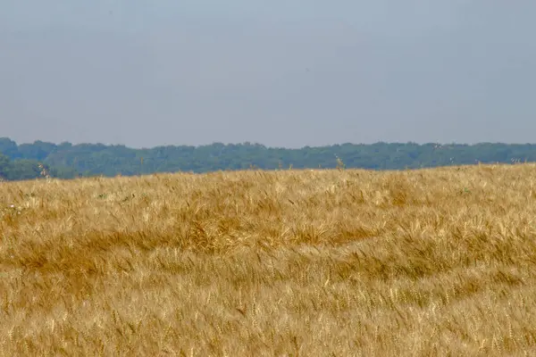 8月の野麦の黄色の耳 — ストック写真