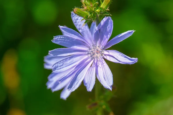 Niebieski Kwiat Kukurydzy Pobliżu Drogi Sierpniu — Zdjęcie stockowe