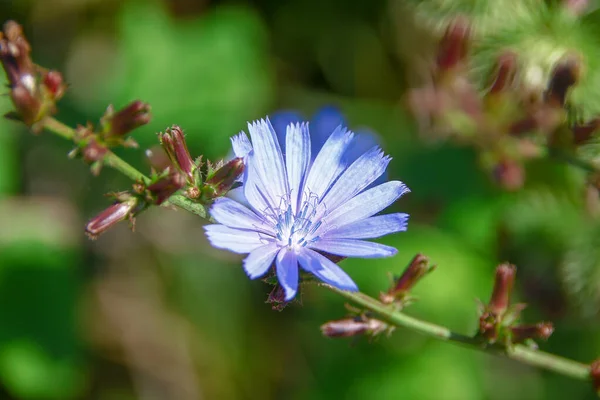 Niebieski Kwiat Kukurydzy Pobliżu Drogi Sierpniu — Zdjęcie stockowe