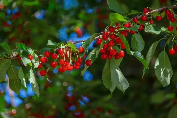 Rote Beeren Von Wildkirschen Wegesrand — Stockfoto