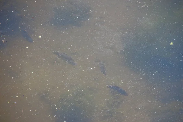 Una Bandada Peces Pequeños Calienta Agua Tibia —  Fotos de Stock