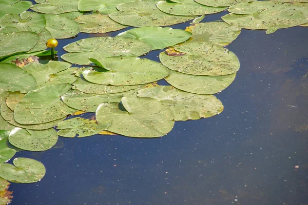 Bunga Lili Air Hijau Kolam Pada Bulan Agustus — Stok Foto