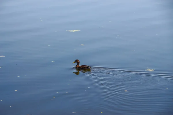 Wild Duck City Lake August — Stock Photo, Image