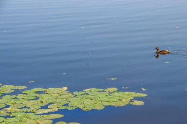 Ağustos 'ta bir gölde vahşi ördek
