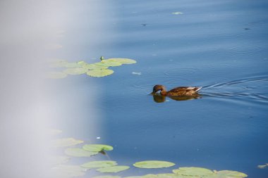 Ağustos 'ta bir gölde vahşi ördek