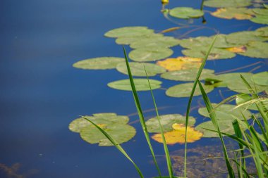 Ağustosta gölde yeşil nilüferler