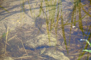 Ağustosta göletteki ot ve bitki örtüsü