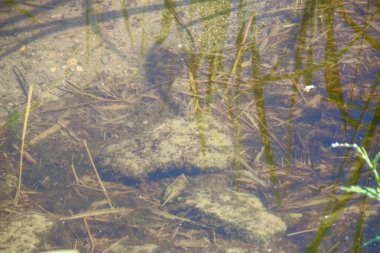 Ağustosta göletteki ot ve bitki örtüsü