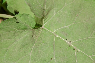 Yeşil dulavrat otu ve arka plan dokusu