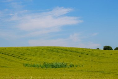Yeşil buğday tarlası ve mavi gökyüzü