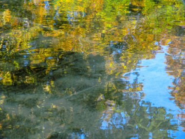 Eylül 'de sudaki ağaç yapraklarının yansıması