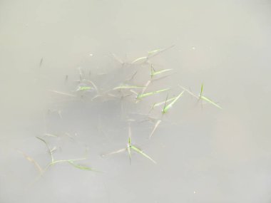 Eylül 'de nehir suyunda yeşil çimen