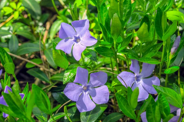 庭の草の背景にある青い小さな花マクロ写真 — ストック写真