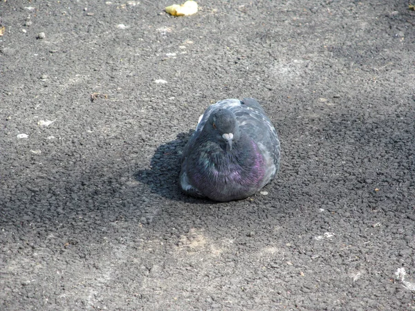 野生のハトは9月に太陽の下で燃える — ストック写真