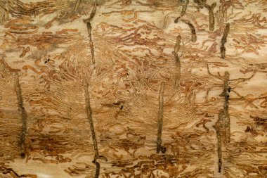 Ormandaki yaşlı bir ağacın kabuğunun dokusu.