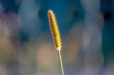 Eylül 'de gün batımında sarı çimenler