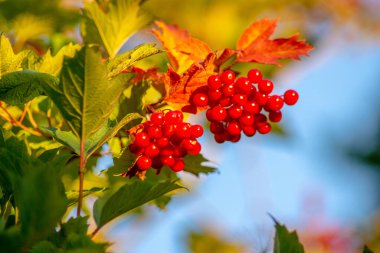 Eylül 'de gün batımında kırmızı viburnum.