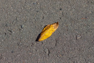 Eylül 'de sarı sonbahar yaprakları