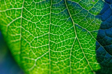 Eylül ayındaki sonbahar yapraklarının güzel dokusunun yakın çekimi