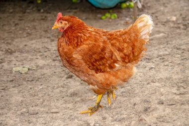 Çiftlikte taraklı kırmızı tavuk