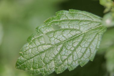 Eylül 'de bahçede yeşil yapraklar