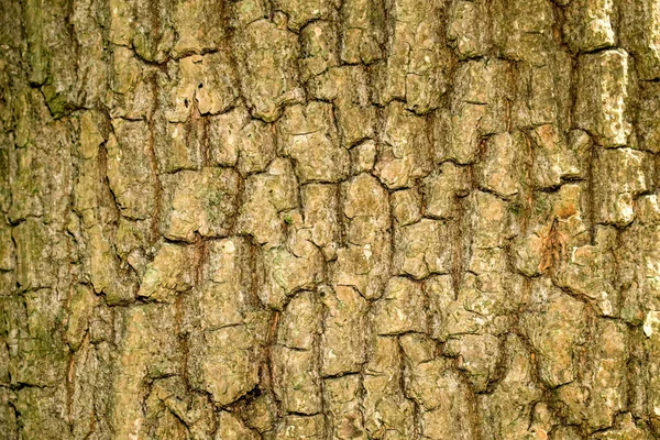 Textura Corteza Árbol Viejo Bosque —  Fotos de Stock