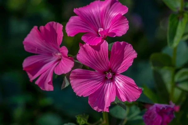 Flores Rosas Con Pétalos Parque Otoño — Foto de Stock