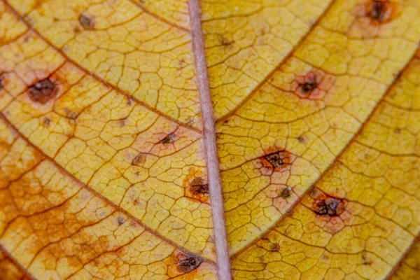 Primer Plano Hermosa Textura Las Hojas Otoño Septiembre — Foto de Stock