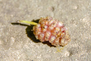 Güneşte asfaltta pembe dut.