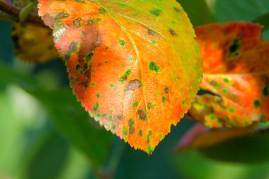 Bahçedeki sarı-yeşil yaprakları yakından çek.